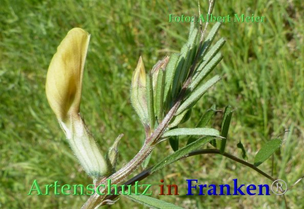 Copyright AiF - Albert Meier Bild zum Eintrag (82722-160)