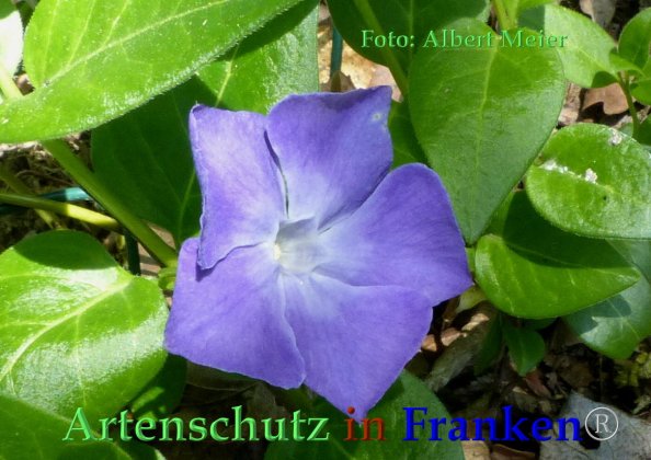 Copyright AiF - Albert Meier Bild zum Eintrag (82726-160)