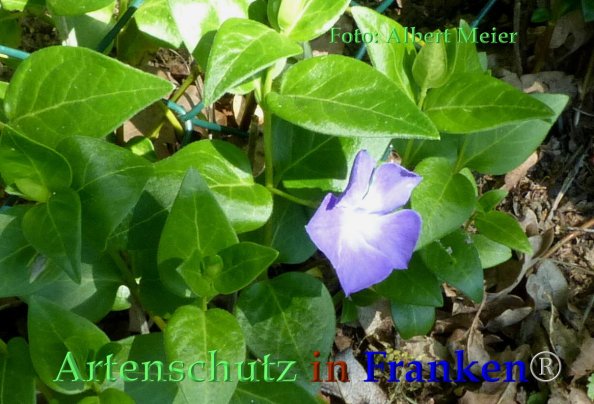 Copyright AiF - Albert Meier Bild zum Eintrag (82727-160)