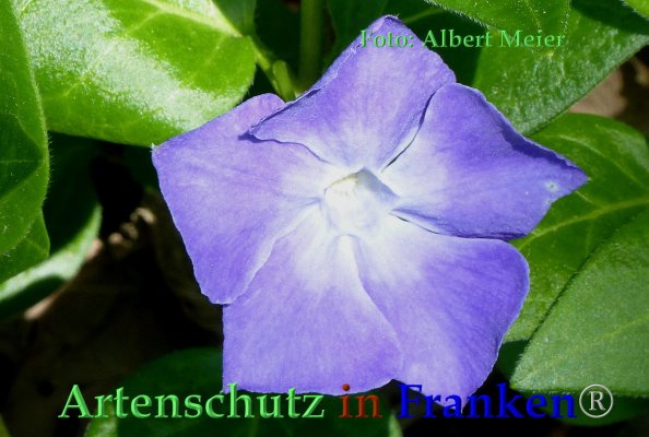 Copyright AiF - Albert Meier Bild zum Eintrag (82728-160)
