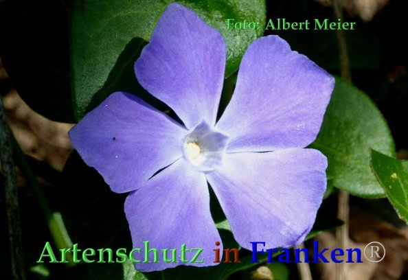 Copyright AiF - Albert Meier Bild zum Eintrag (82729-160)