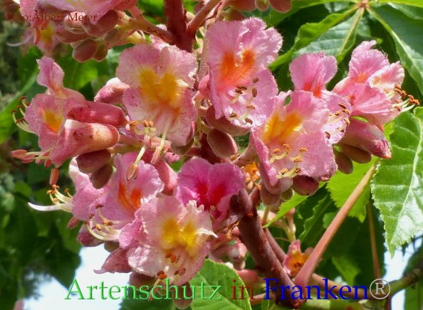 Copyright AiF - Albert Meier Bild zum Eintrag (82789-160)
