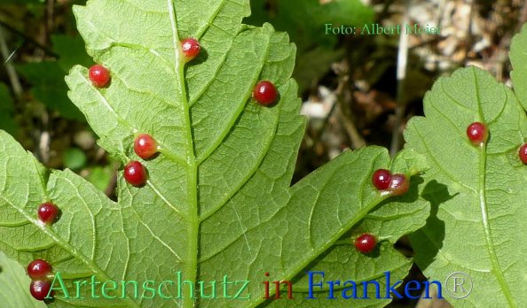 Copyright AiF - Albert Meier Bild zum Eintrag (82823-160)