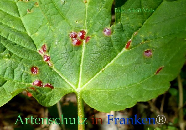 Copyright AiF - Albert Meier Bild zum Eintrag (82824-160)