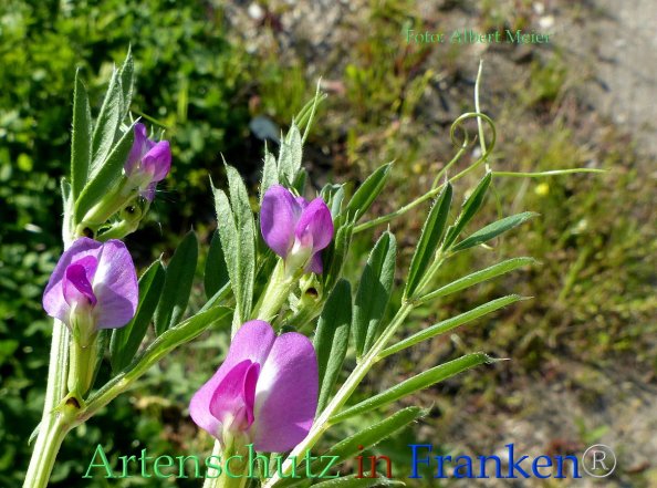 Copyright AiF - Albert Meier Bild zum Eintrag (82833-160)