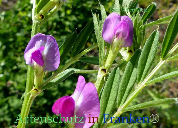 Copyright AiF - Albert Meier Bild zum Eintrag (82834-160)