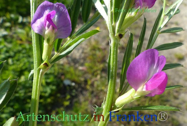 Copyright AiF - Albert Meier Bild zum Eintrag (82835-160)