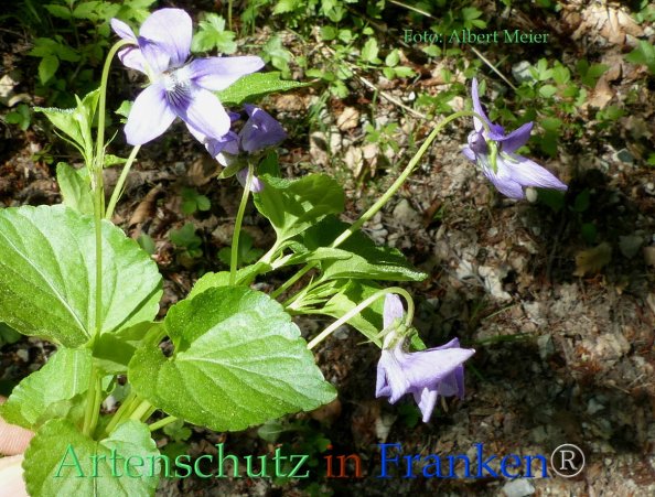 Copyright AiF - Albert Meier Bild zum Eintrag (82839-160)