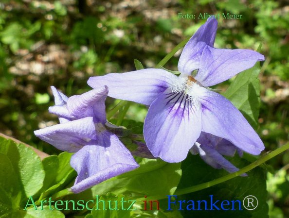Copyright AiF - Albert Meier Bild zum Eintrag (82841-160)