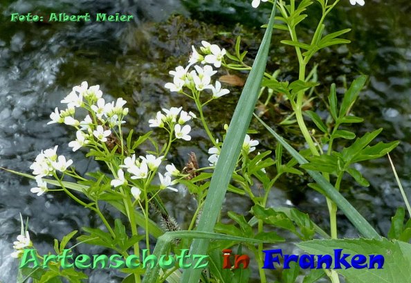 Copyright AiF - Albert Meier Bild zum Eintrag (83133-160)