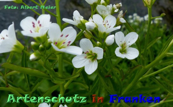 Copyright AiF - Albert Meier Bild zum Eintrag (83134-160)