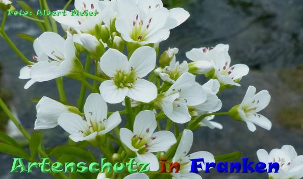 Copyright AiF - Albert Meier Bild zum Eintrag (83136-160)