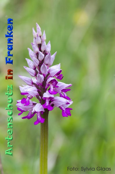 Copyright AiF Sylvia Glaas Bild zum Eintrag (83827-160)