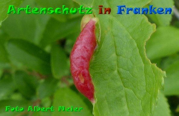 Copyright AiF - Albert Meier Bild zum Eintrag (84089-160)