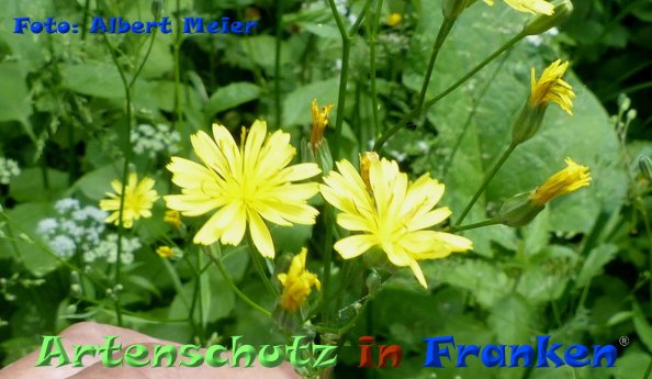 Copyright AiF - Albert Meier Bild zum Eintrag (84353-160)