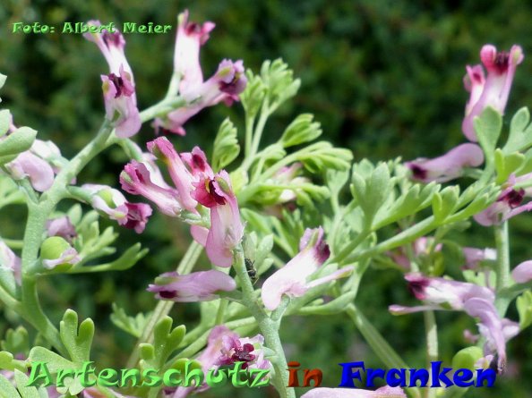 Copyright AiF - Albert Meier Bild zum Eintrag (84389-160)