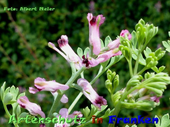 Copyright AiF - Albert Meier Bild zum Eintrag (84391-160)