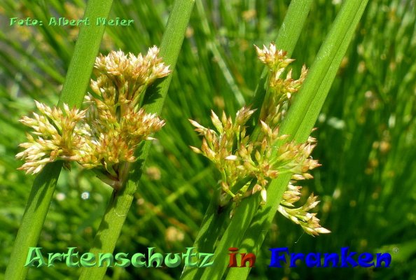 Copyright AiF - Albert Meier Bild zum Eintrag (84395-160)