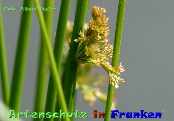 Copyright AiF - Albert Meier Bild zum Eintrag (84396-160)