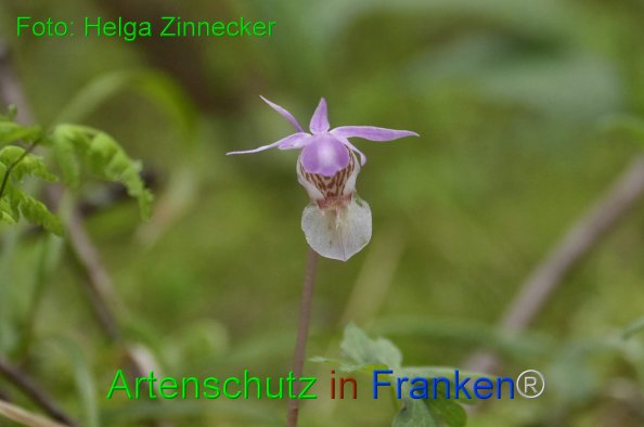 Bild zum Eintrag (84592-160)