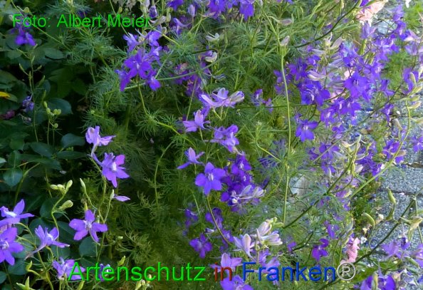 Copyright AiF - Albert Meier Bild zum Eintrag (84602-160)