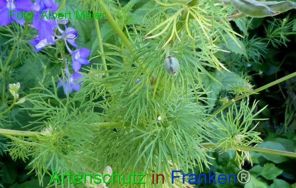 Copyright AiF - Albert Meier Bild zum Eintrag (84603-160)
