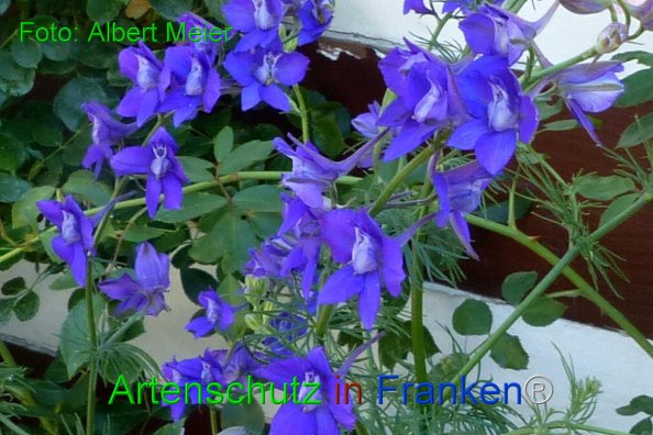 Copyright AiF - Albert Meier Bild zum Eintrag (84604-160)
