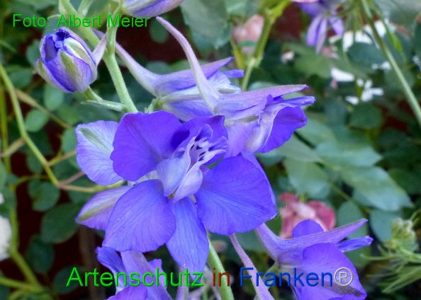 Copyright AiF - Albert Meier Bild zum Eintrag (84605-160)