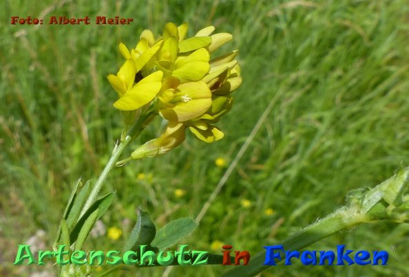 Copyright AiF - Albert Meier Bild zum Eintrag (84609-160)