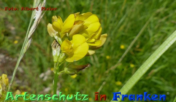 Copyright AiF - Albert Meier Bild zum Eintrag (84610-160)