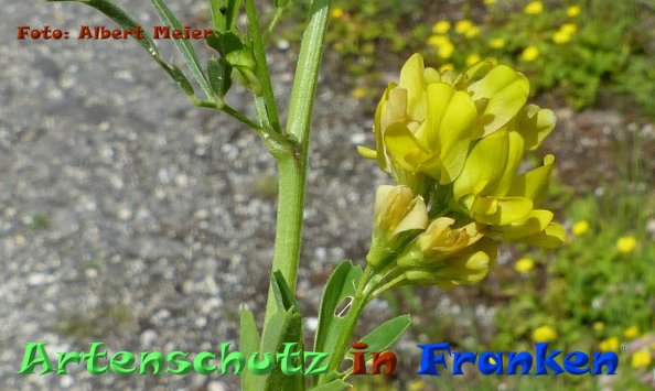 Copyright AiF - Albert Meier Bild zum Eintrag (84611-160)