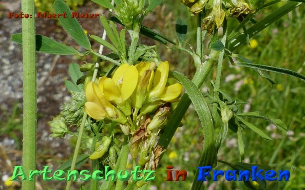 Copyright AiF - Albert Meier Bild zum Eintrag (84612-160)
