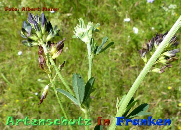 Copyright AiF - Albert Meier Bild zum Eintrag (84619-160)
