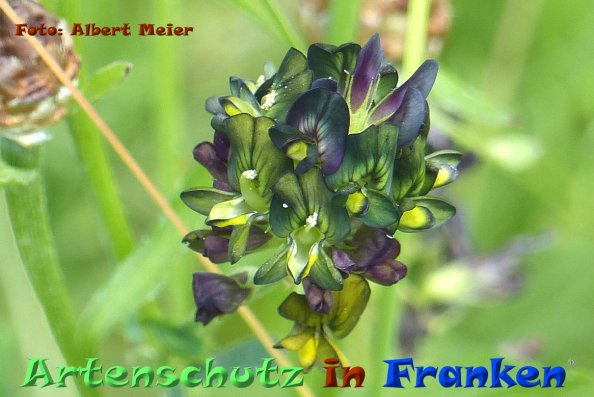 Copyright AiF - Albert Meier Bild zum Eintrag (84621-160)