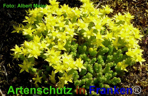 Copyright AiF - Albert Meier Bild zum Eintrag (84644-160)