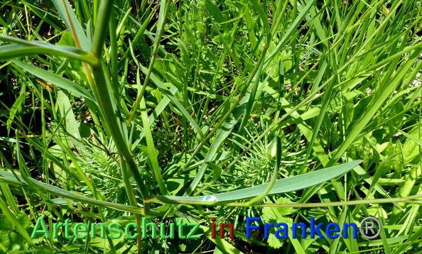 Copyright AiF - Albert Meier Bild zum Eintrag (84835-160)