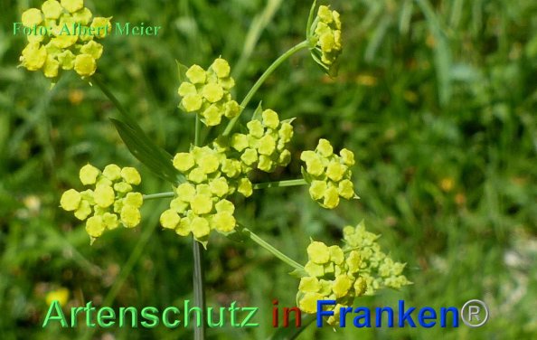 Copyright AiF - Albert Meier Bild zum Eintrag (84836-160)