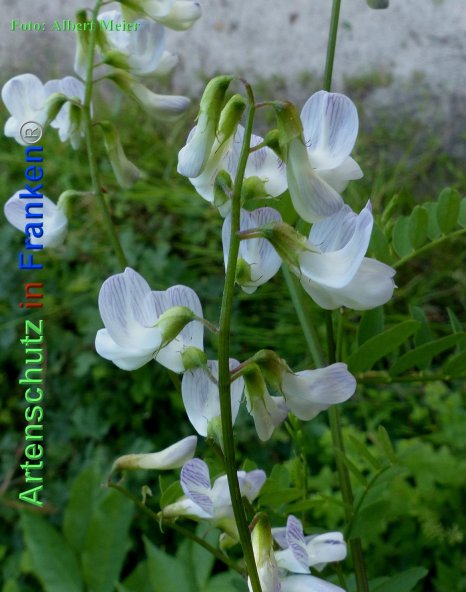 Copyright AiF - Albert Meier Bild zum Eintrag (84840-160)