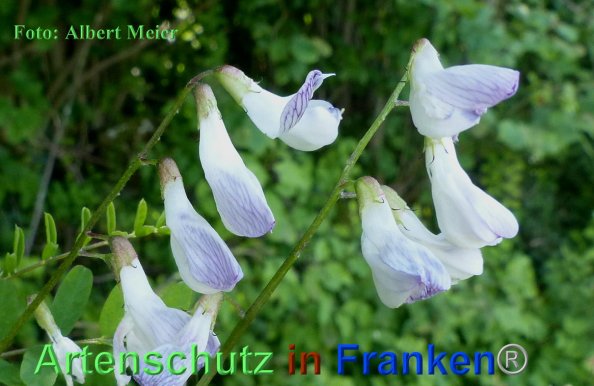 Copyright AiF - Albert Meier Bild zum Eintrag (84841-160)