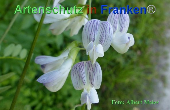 Copyright AiF - Albert Meier Bild zum Eintrag (84842-160)