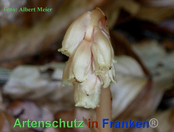 Copyright AiF - Albert Meier Bild zum Eintrag (84847-160)