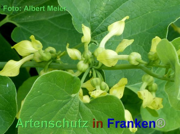 Copyright AiF - Albert Meier Bild zum Eintrag (84869-160)