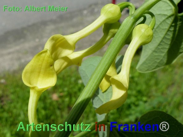Copyright AiF - Albert Meier Bild zum Eintrag (84870-160)