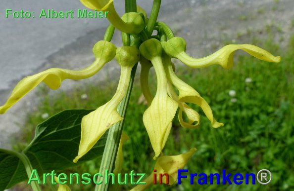 Copyright AiF - Albert Meier Bild zum Eintrag (84871-160)