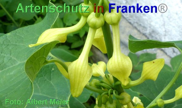 Copyright AiF - Albert Meier Bild zum Eintrag (84872-160)