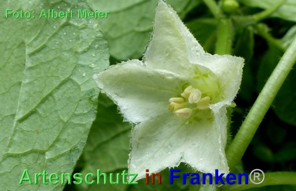 Copyright AiF - Albert Meier Bild zum Eintrag (84876-160)
