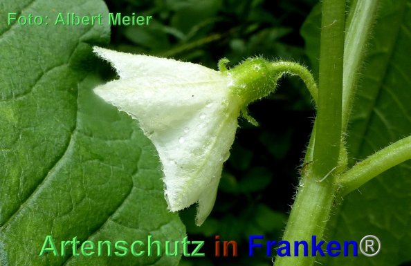 Copyright AiF - Albert Meier Bild zum Eintrag (84878-160)