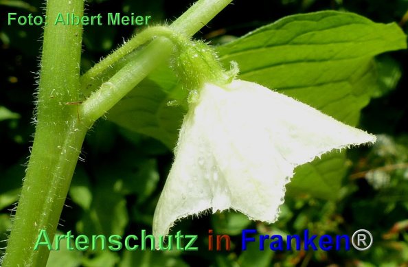 Copyright AiF - Albert Meier Bild zum Eintrag (84879-160)