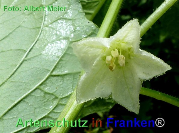 Copyright AiF - Albert Meier Bild zum Eintrag (84880-160)