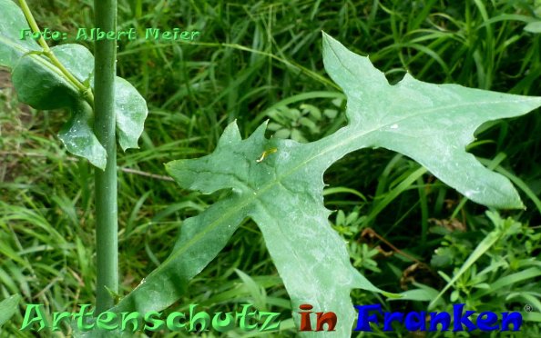 Copyright AiF - Albert Meier Bild zum Eintrag (84960-160)